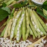 Légumes Secs - Haricot Nain à Ecosser Mogex (type Mogette) - 20 m - face recto